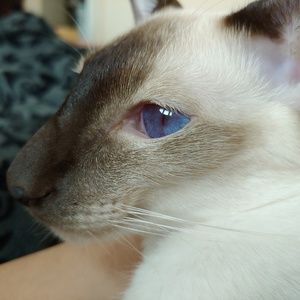 Meet your Posher, Alexa